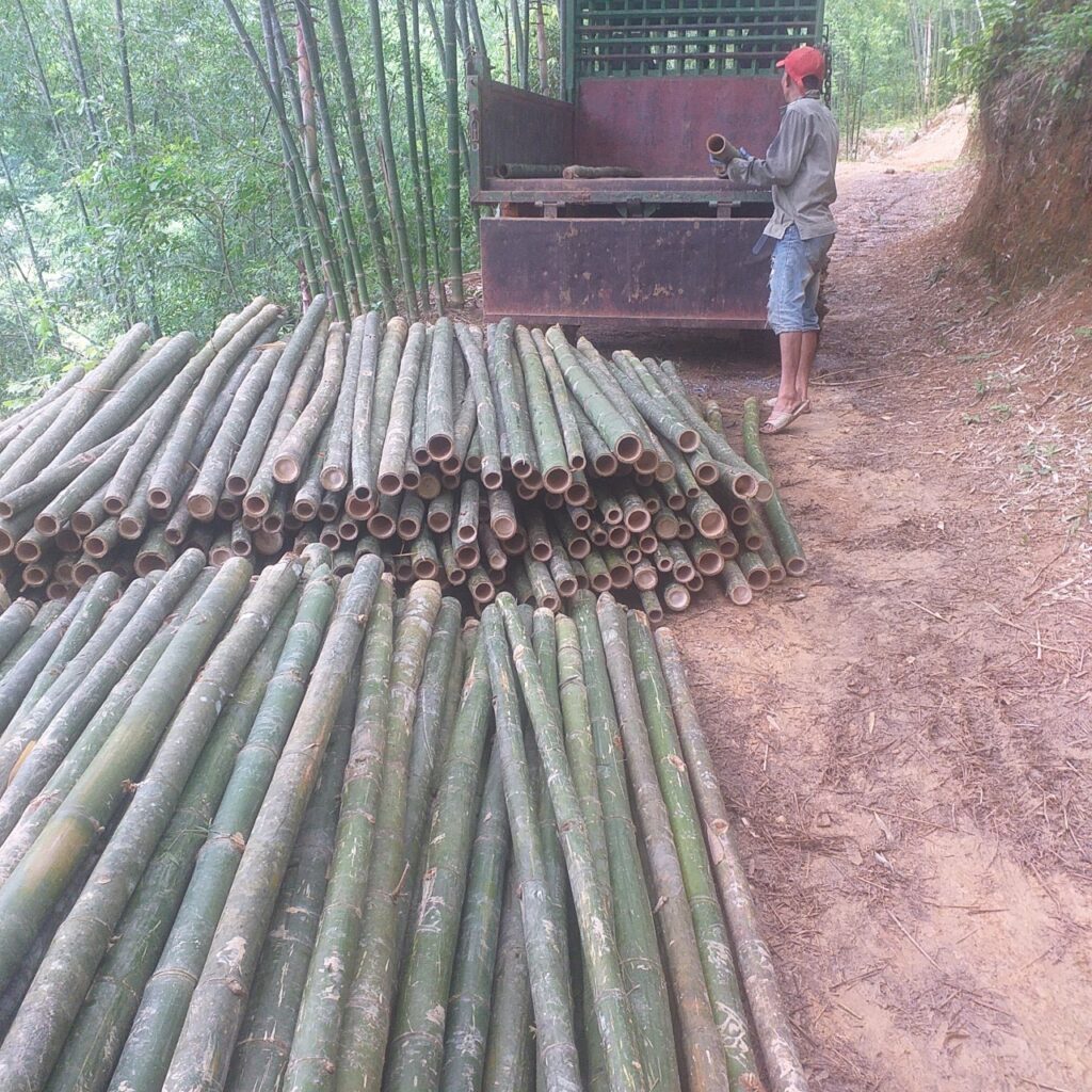 Cọc tre 2m