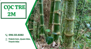 Cọc tre 2 m giá rẻ