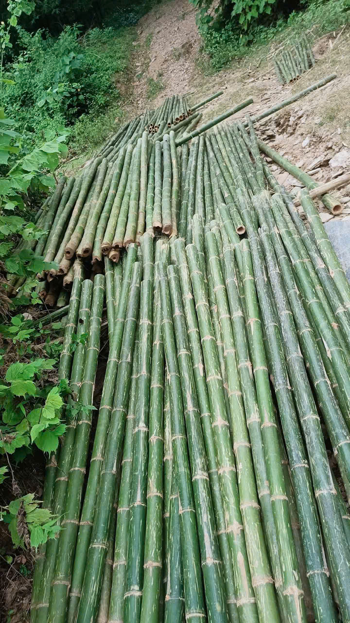 Cọc tre giá rẻ